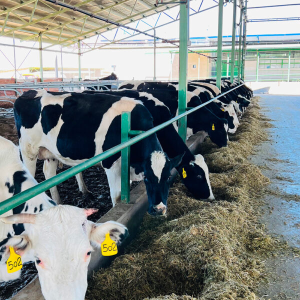 Heavy livestock products cattle