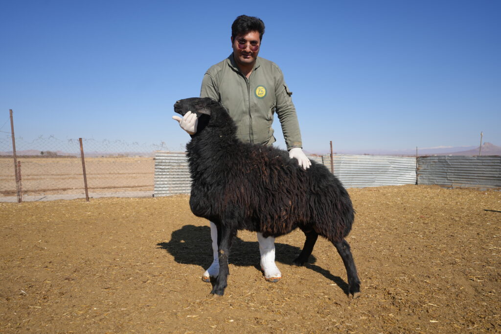 گوسفندداری